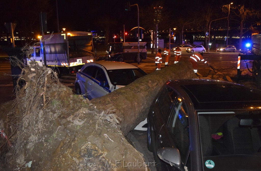 Baum auf PKWs Koeln Mitte Rheinuferstr Goldgasse P038.JPG - Miklos Laubert